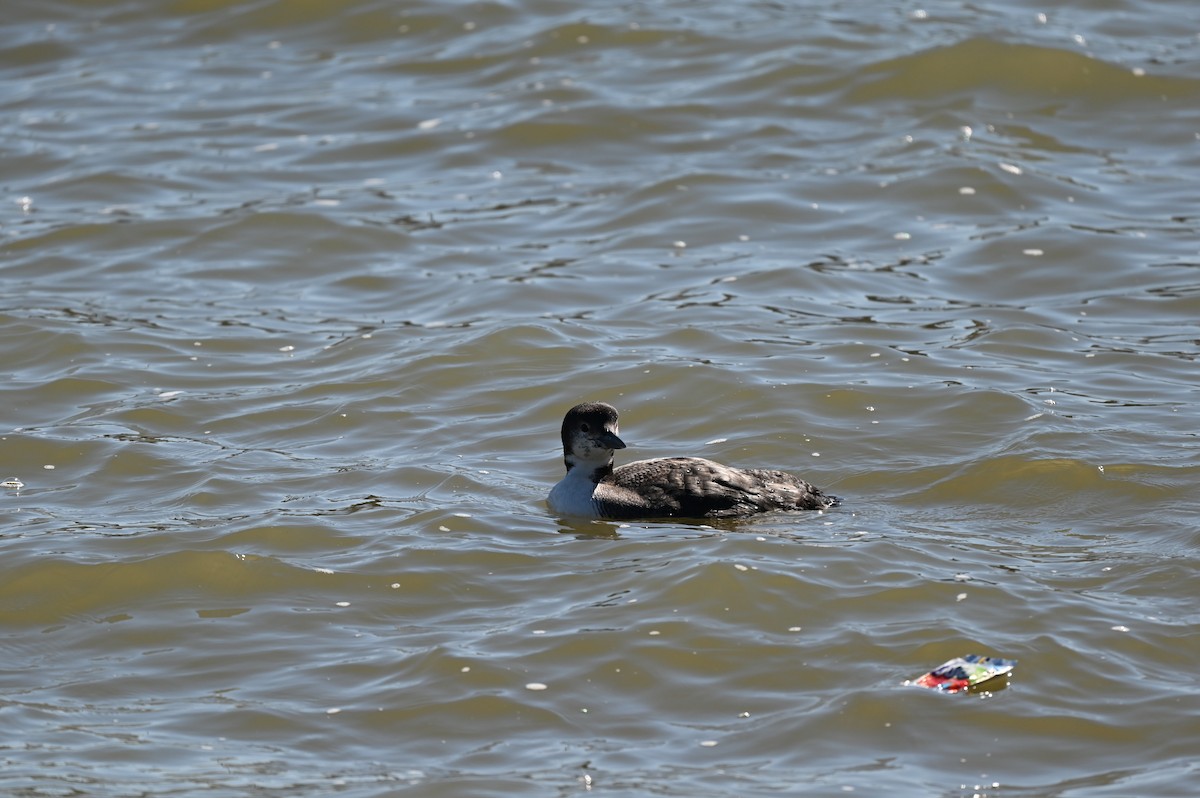 Common Loon - ML650786901