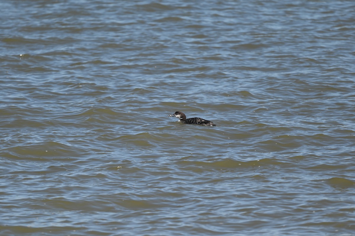 Common Loon - ML650786902
