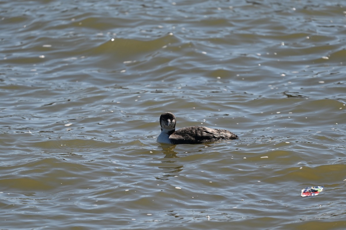 Common Loon - ML650786903