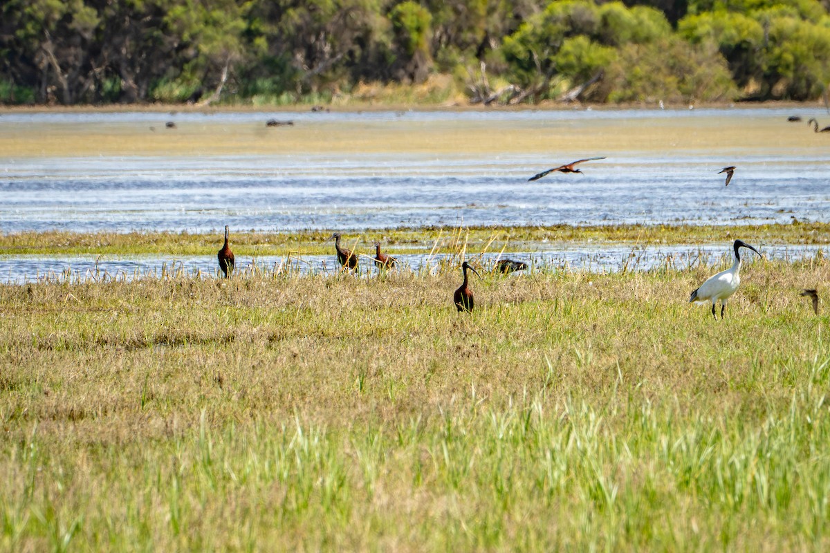 Glossy Ibis - ML650786934