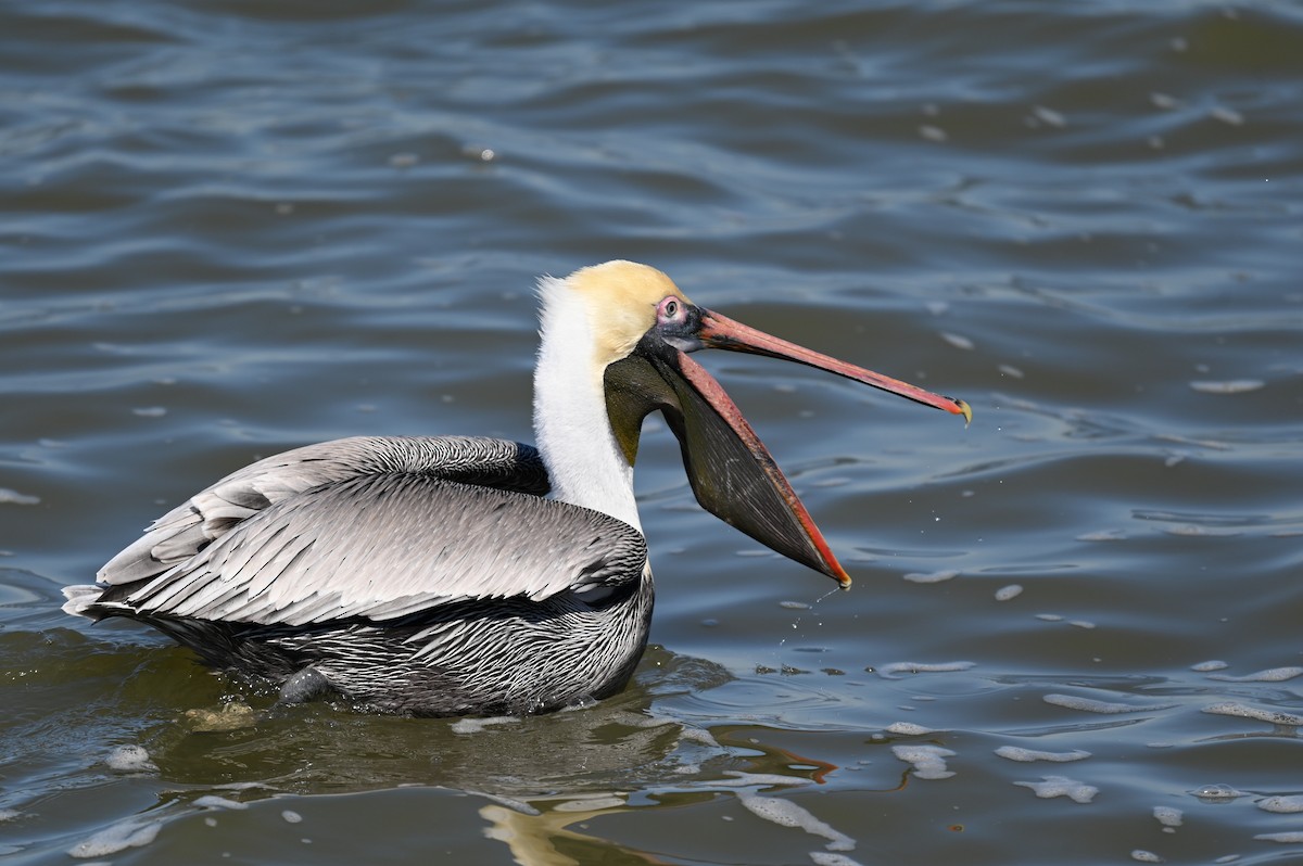 Brown Pelican - ML650786939
