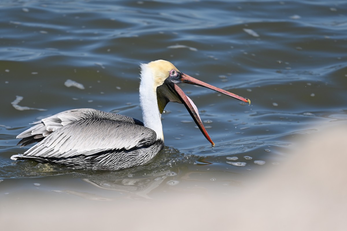 Brown Pelican - ML650786940