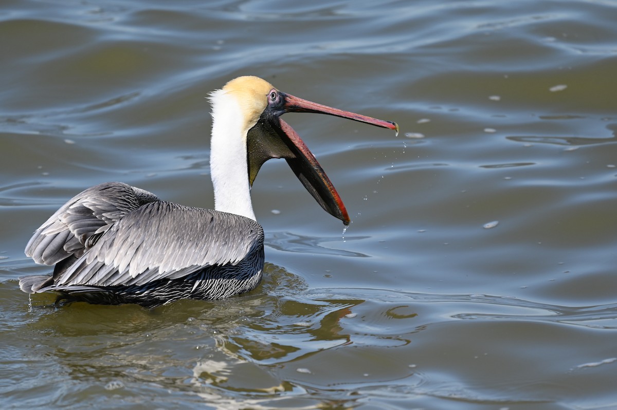 Brown Pelican - ML650786941