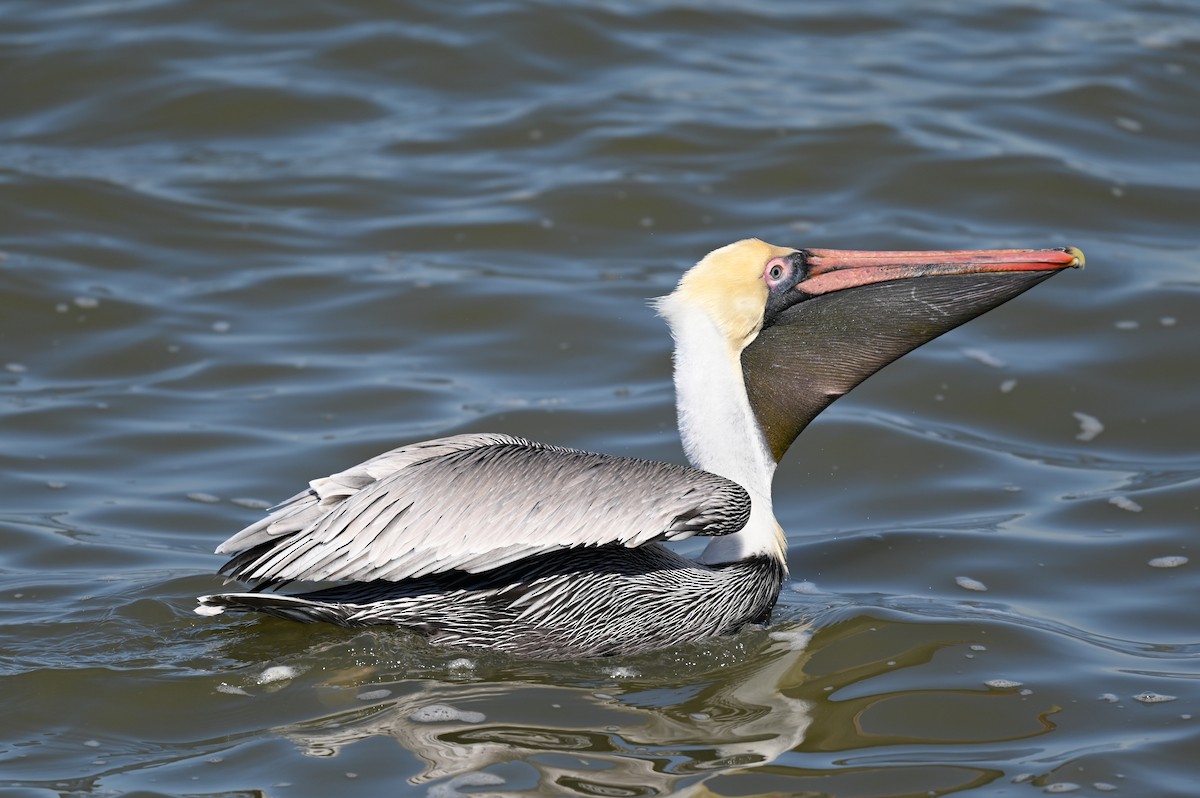 Brown Pelican - ML650786942