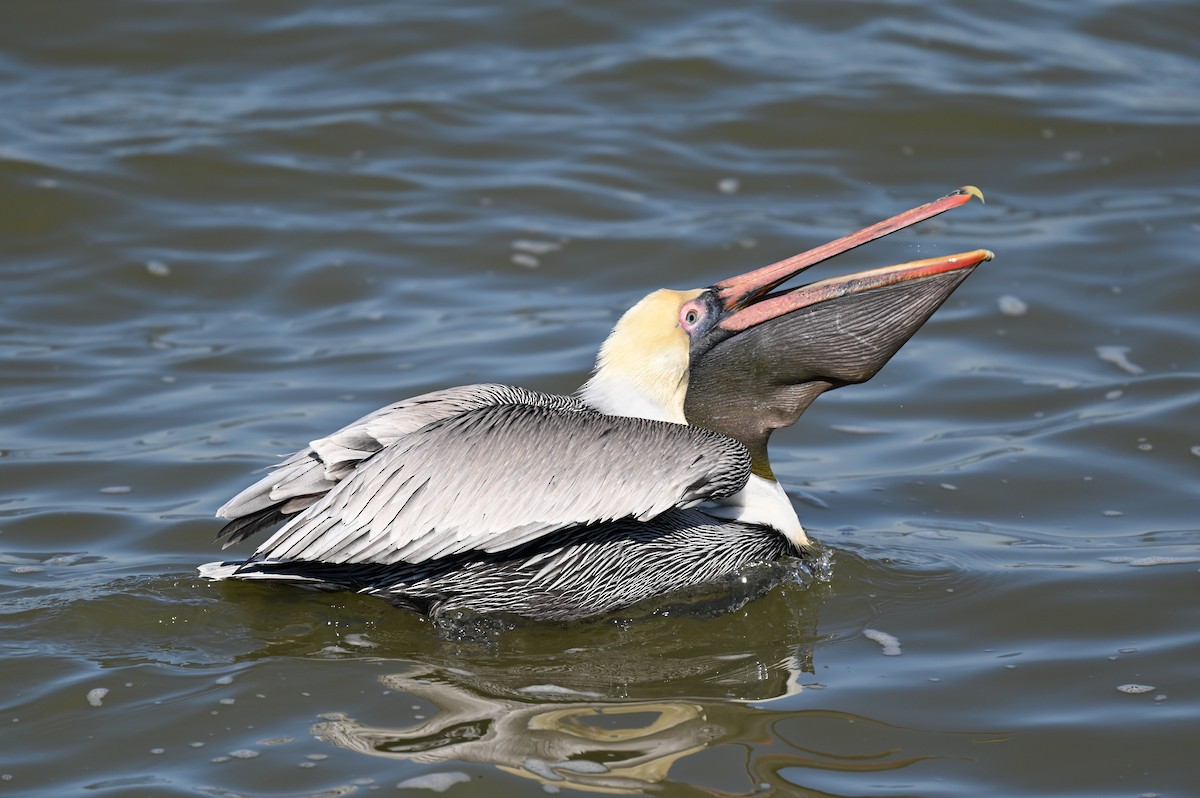 Brown Pelican - ML650786943