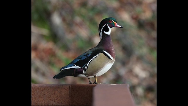 アメリカオシ - ML650787077