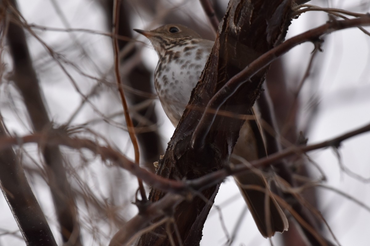 Hermit Thrush - ML650787109