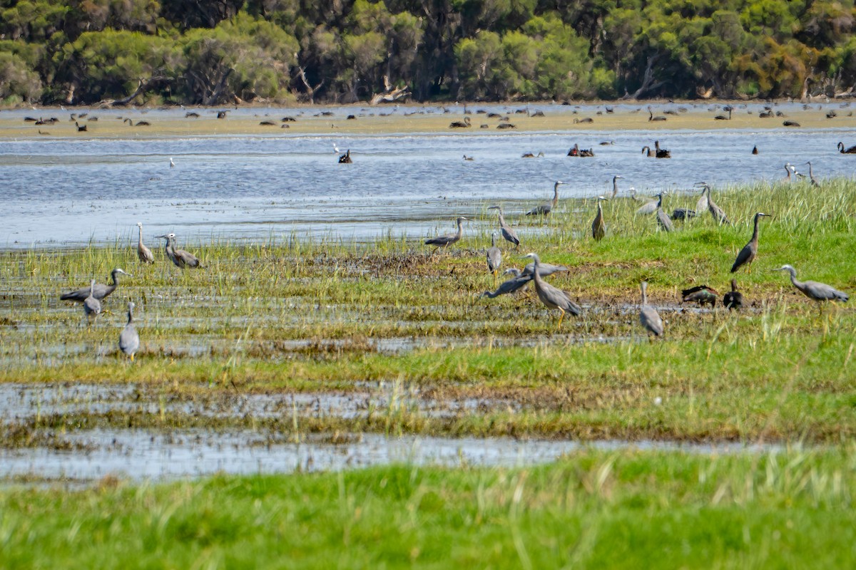 White-faced Heron - ML650787221