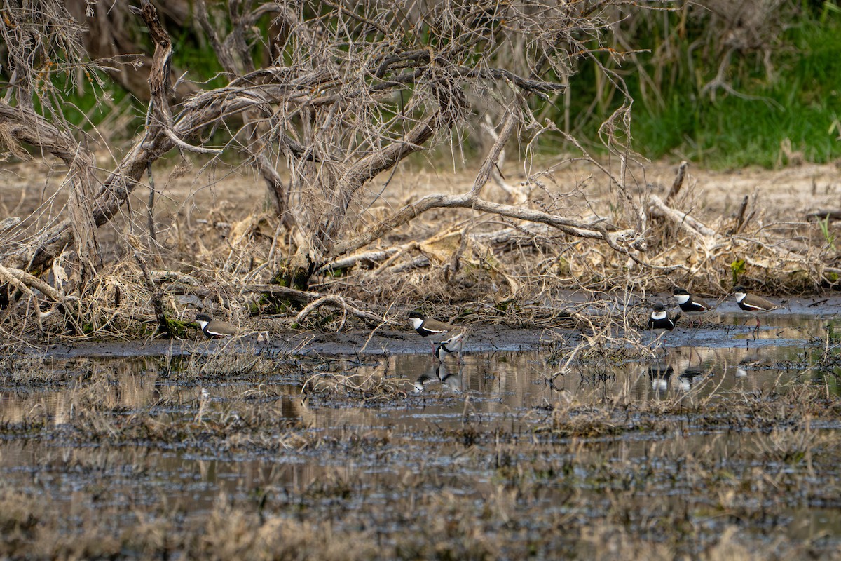 Red-kneed Dotterel - ML650787342