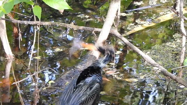 アメリカヘビウ - ML650787421