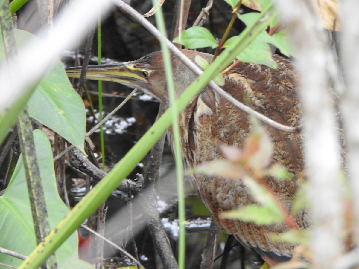American Bittern - ML650787578