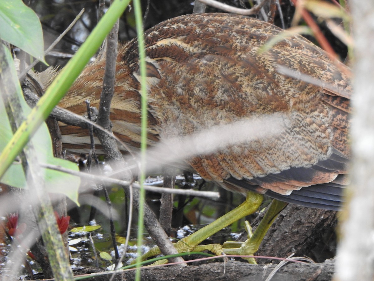 American Bittern - ML650787579