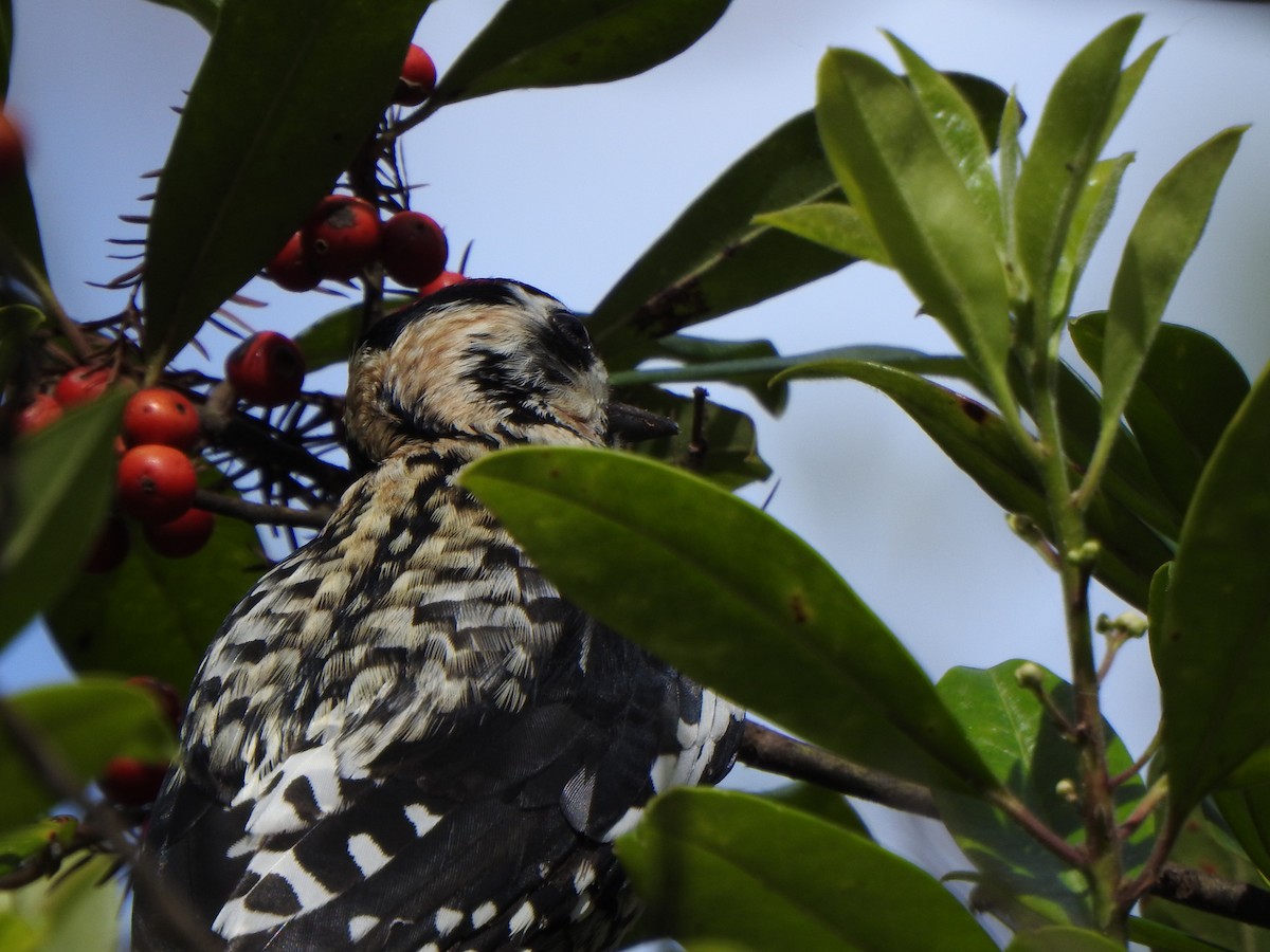Yellow-bellied Sapsucker - ML650787630