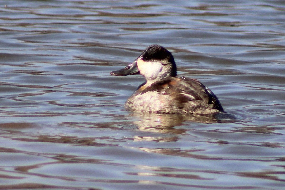 Ruddy Duck - ML650787635