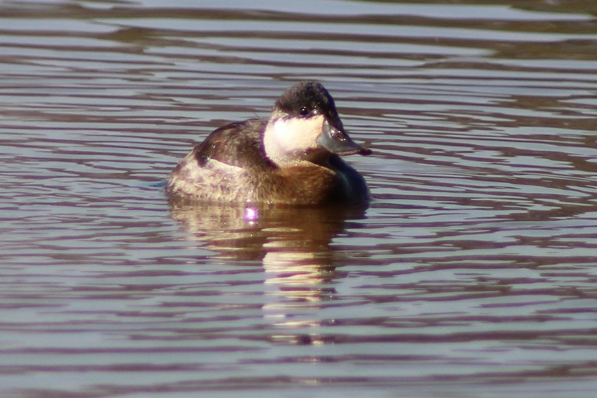 Ruddy Duck - ML650787639