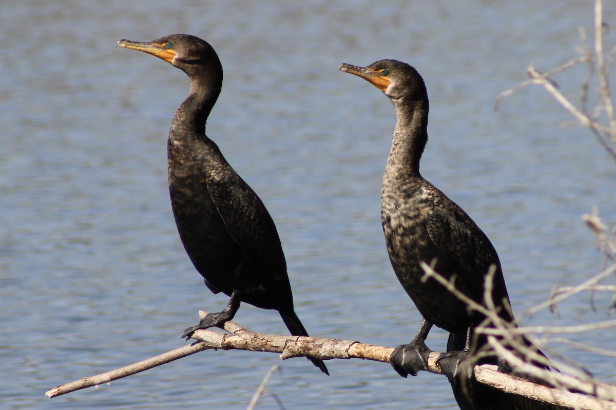 Double-crested Cormorant - ML650787643