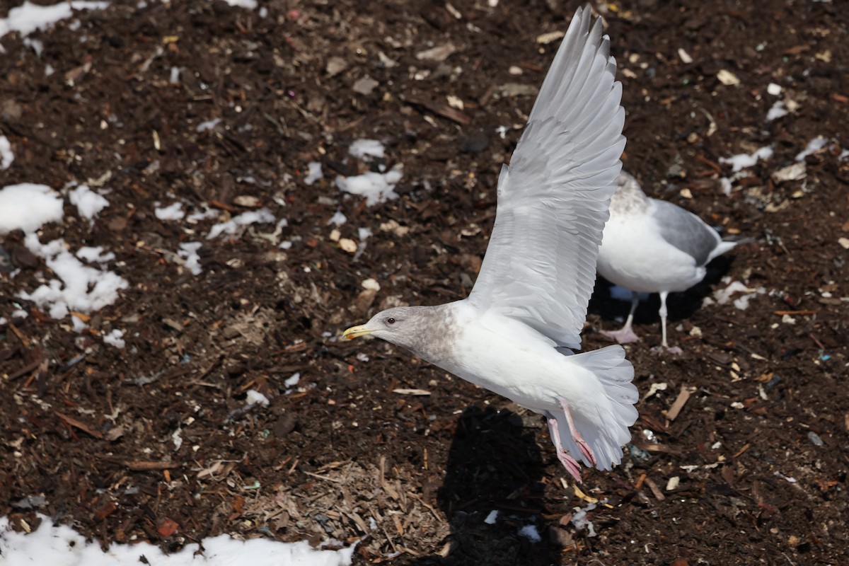 Iceland Gull (Thayer's) - ML650787651
