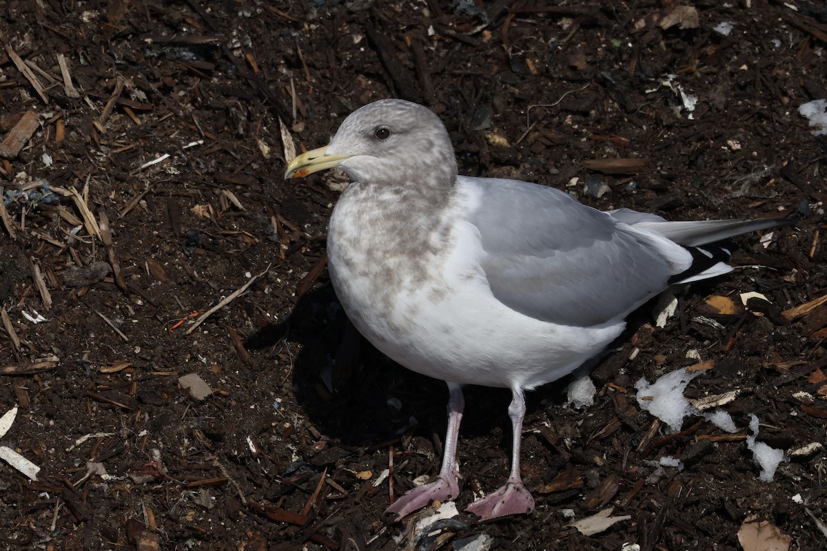 Iceland Gull (Thayer's) - ML650787652