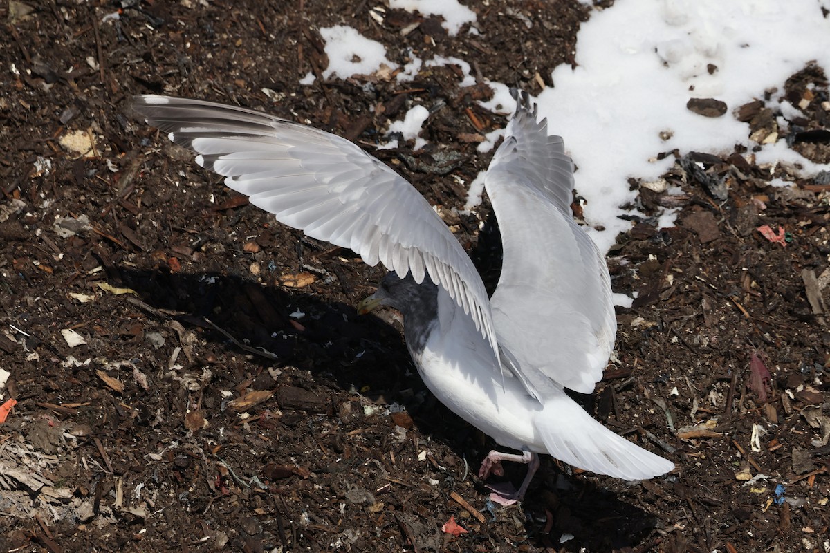 Iceland Gull (Thayer's) - ML650787654