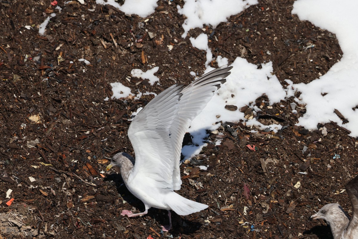 Iceland Gull (Thayer's) - ML650787656