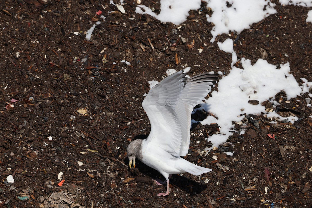 Iceland Gull (Thayer's) - ML650787657