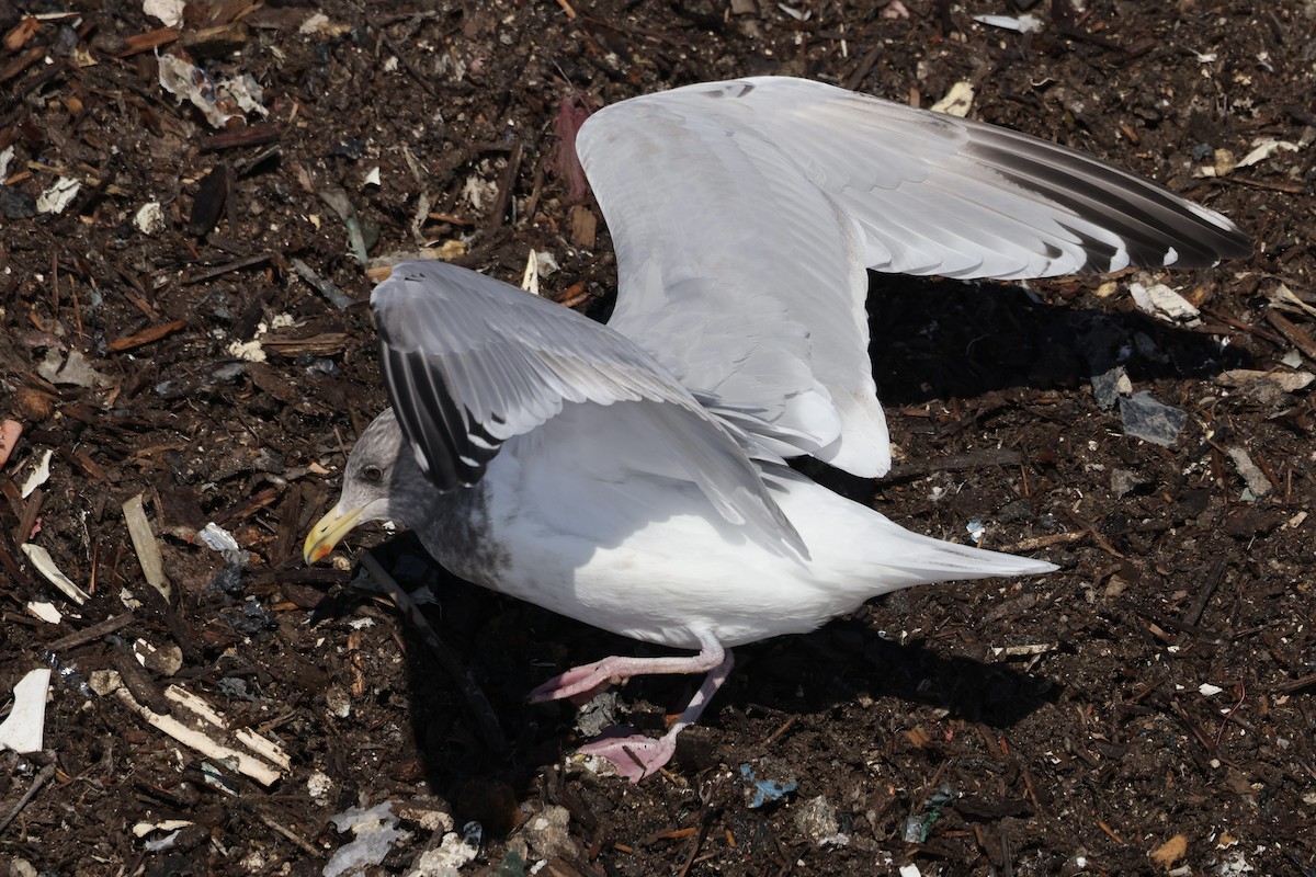 Iceland Gull (Thayer's) - ML650787658