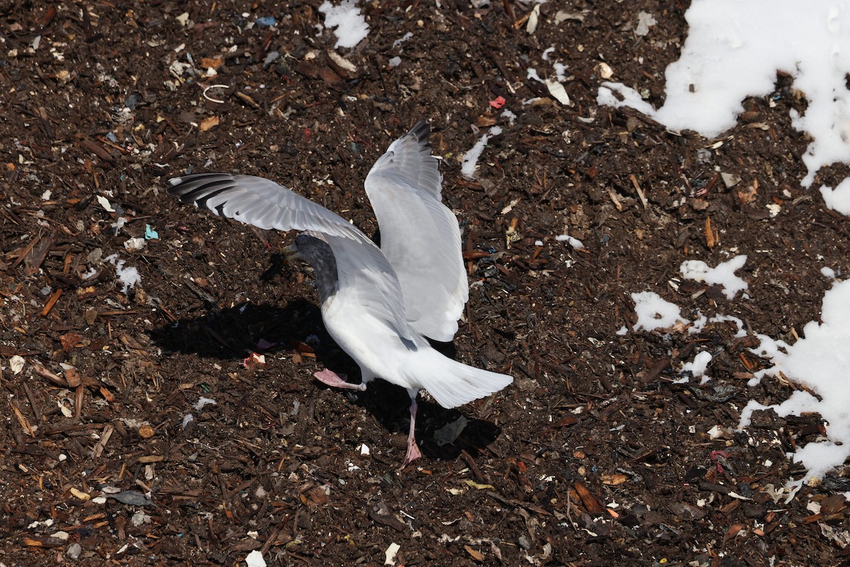 Iceland Gull (Thayer's) - ML650787659