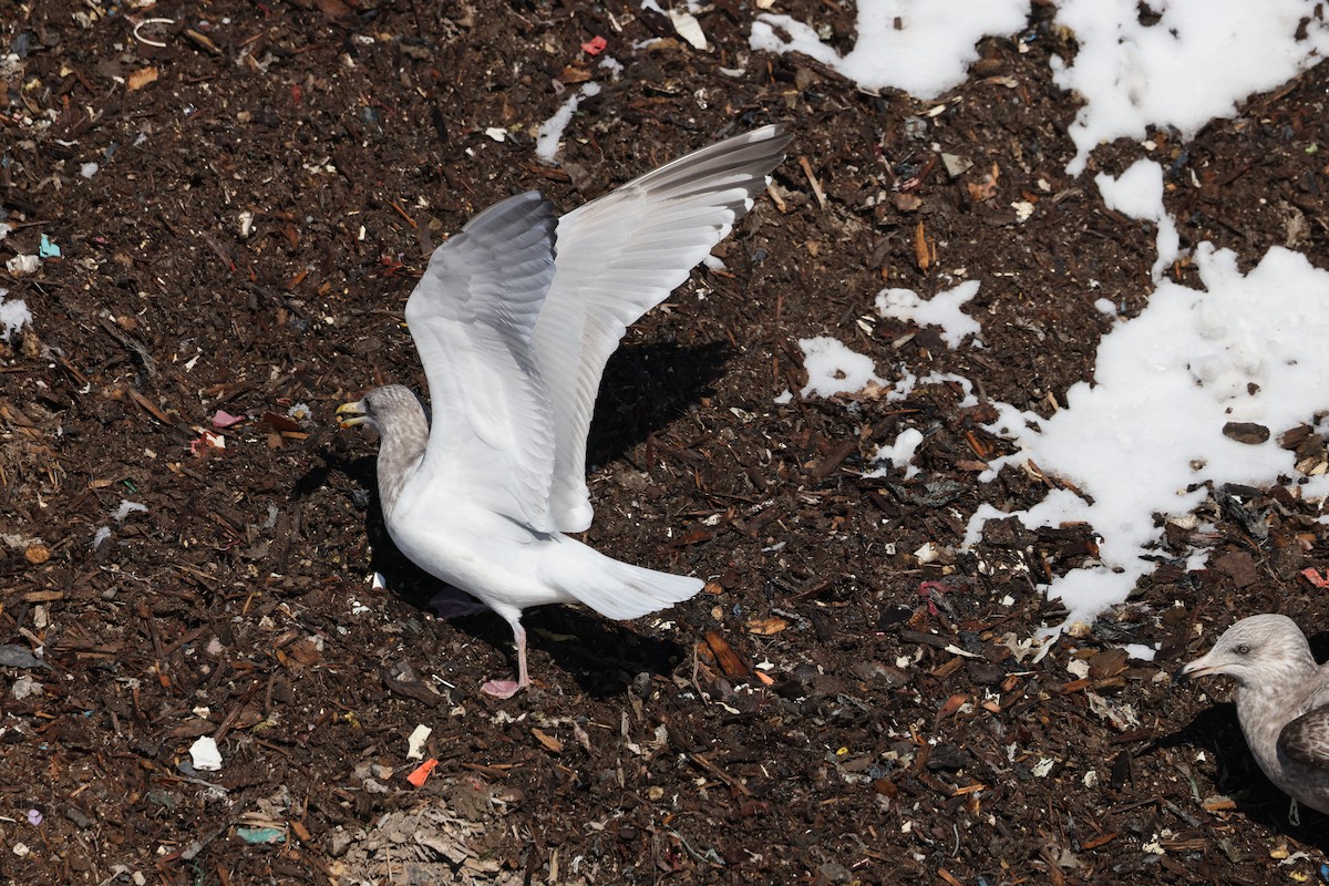 Iceland Gull (Thayer's) - ML650787662