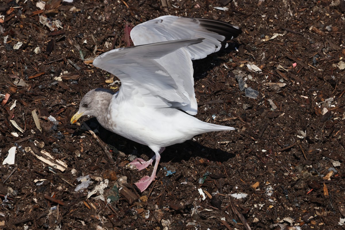 Iceland Gull (Thayer's) - ML650787663