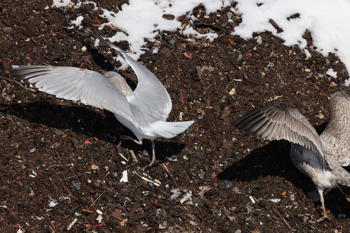 Iceland Gull (Thayer's) - ML650787664