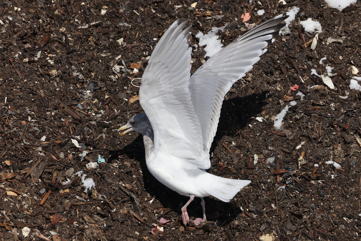 Iceland Gull (Thayer's) - ML650787665