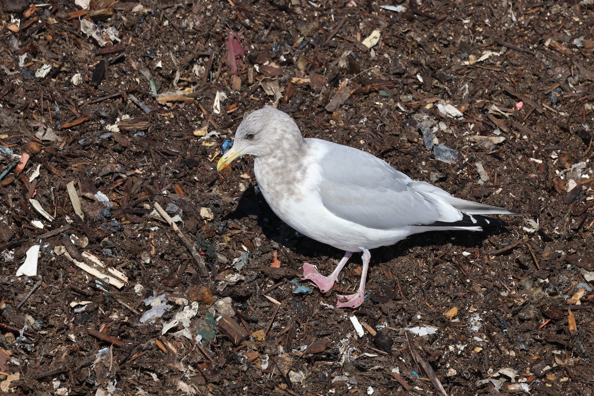 Iceland Gull (Thayer's) - ML650787666
