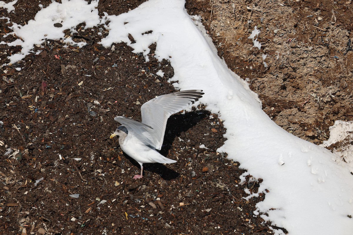 Iceland Gull (Thayer's) - ML650787667
