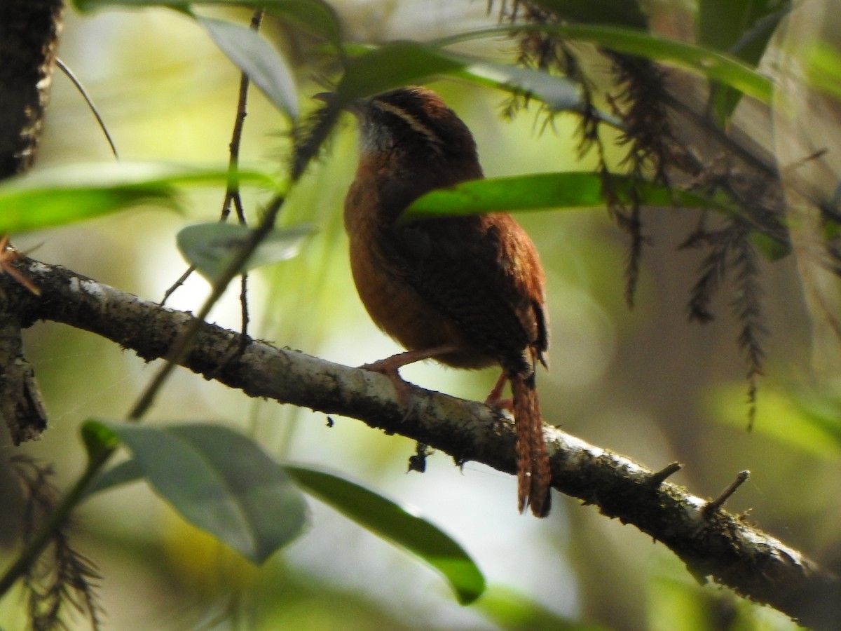 Carolina Wren - ML650787677
