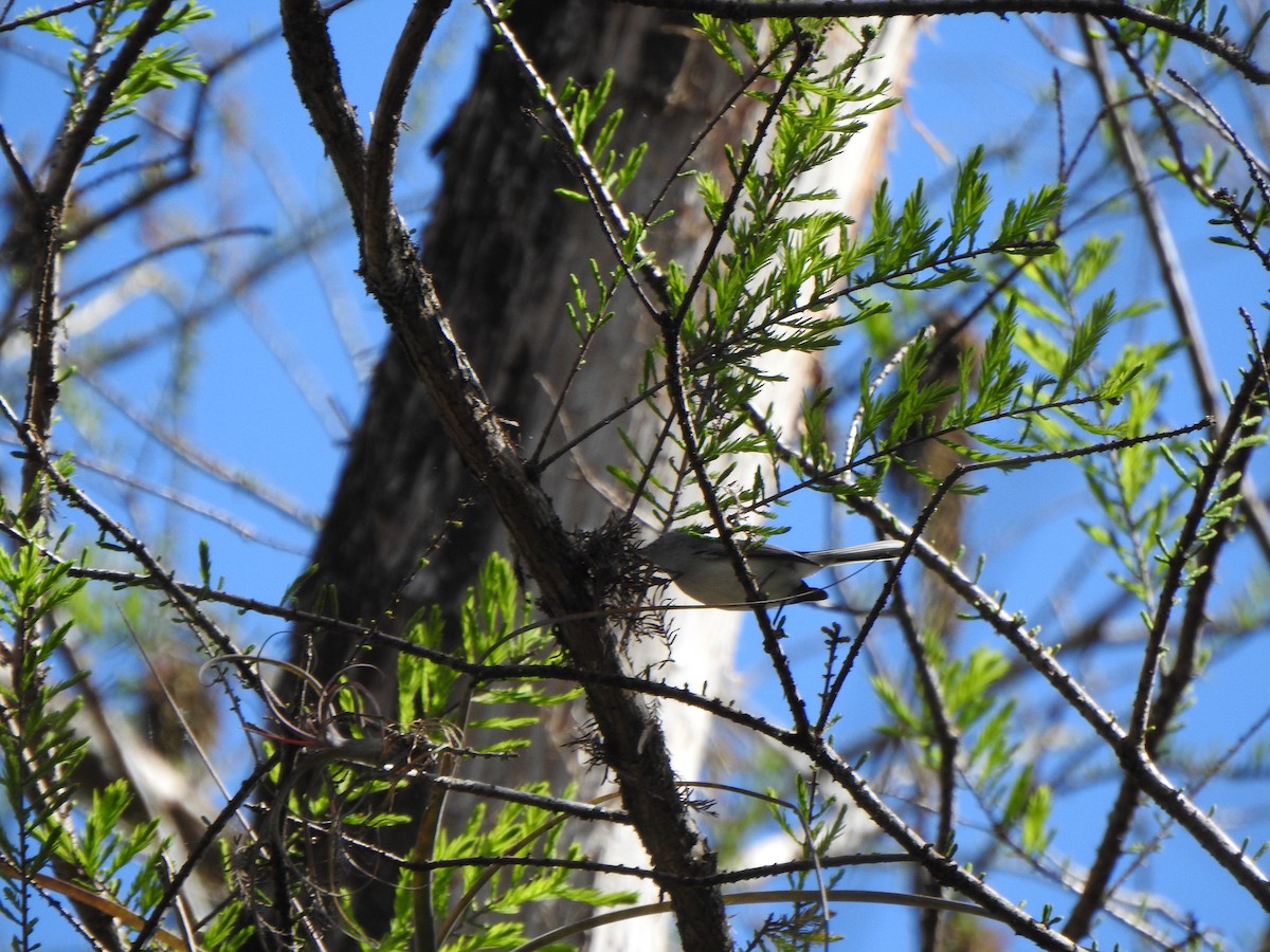Blue-gray Gnatcatcher - ML650787709