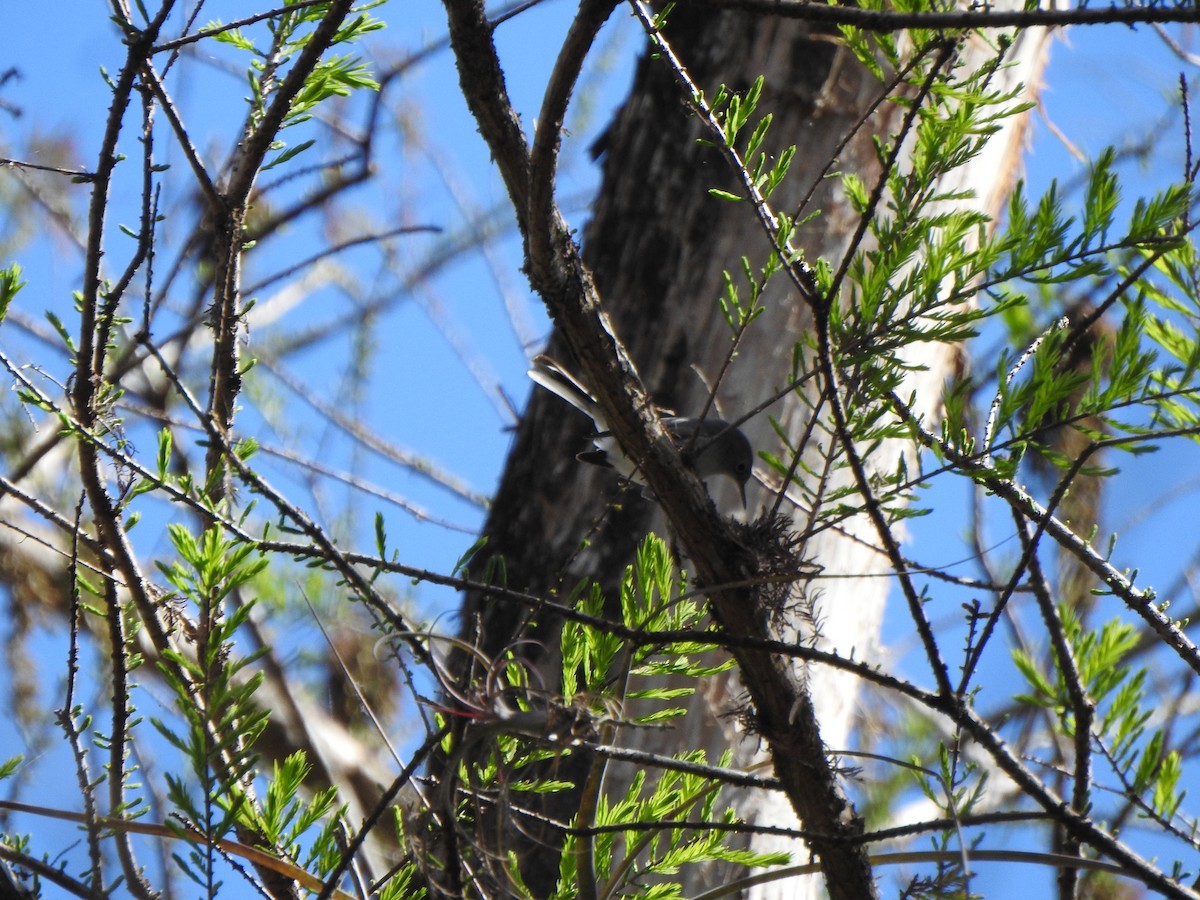Blue-gray Gnatcatcher - ML650787710