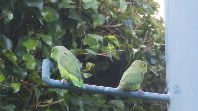Green-rumped Parrotlet - ML650787751