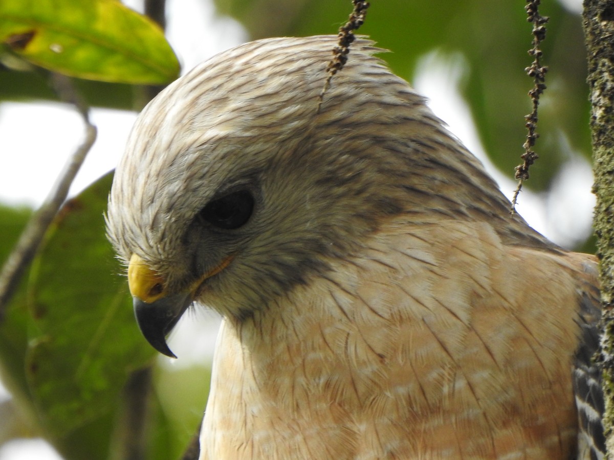 Red-shouldered Hawk - ML650787763