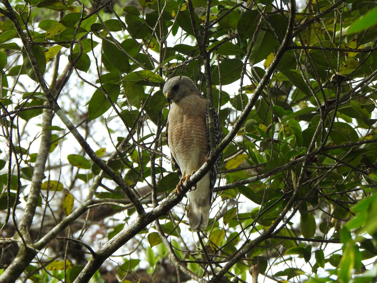 Red-shouldered Hawk - ML650787766