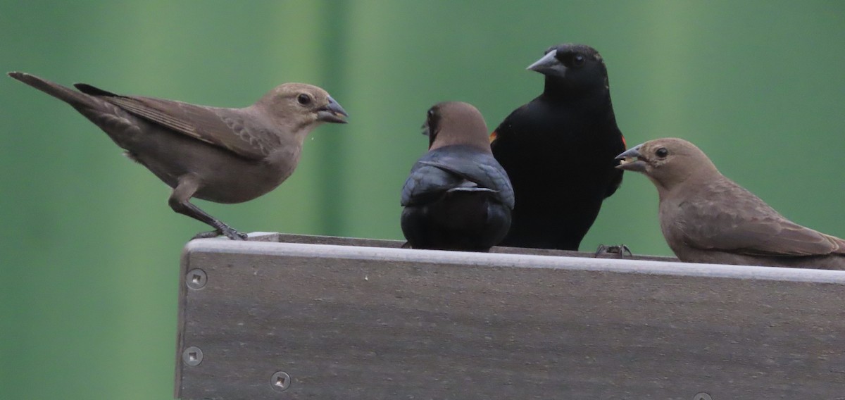 Brown-headed Cowbird - ML650787840