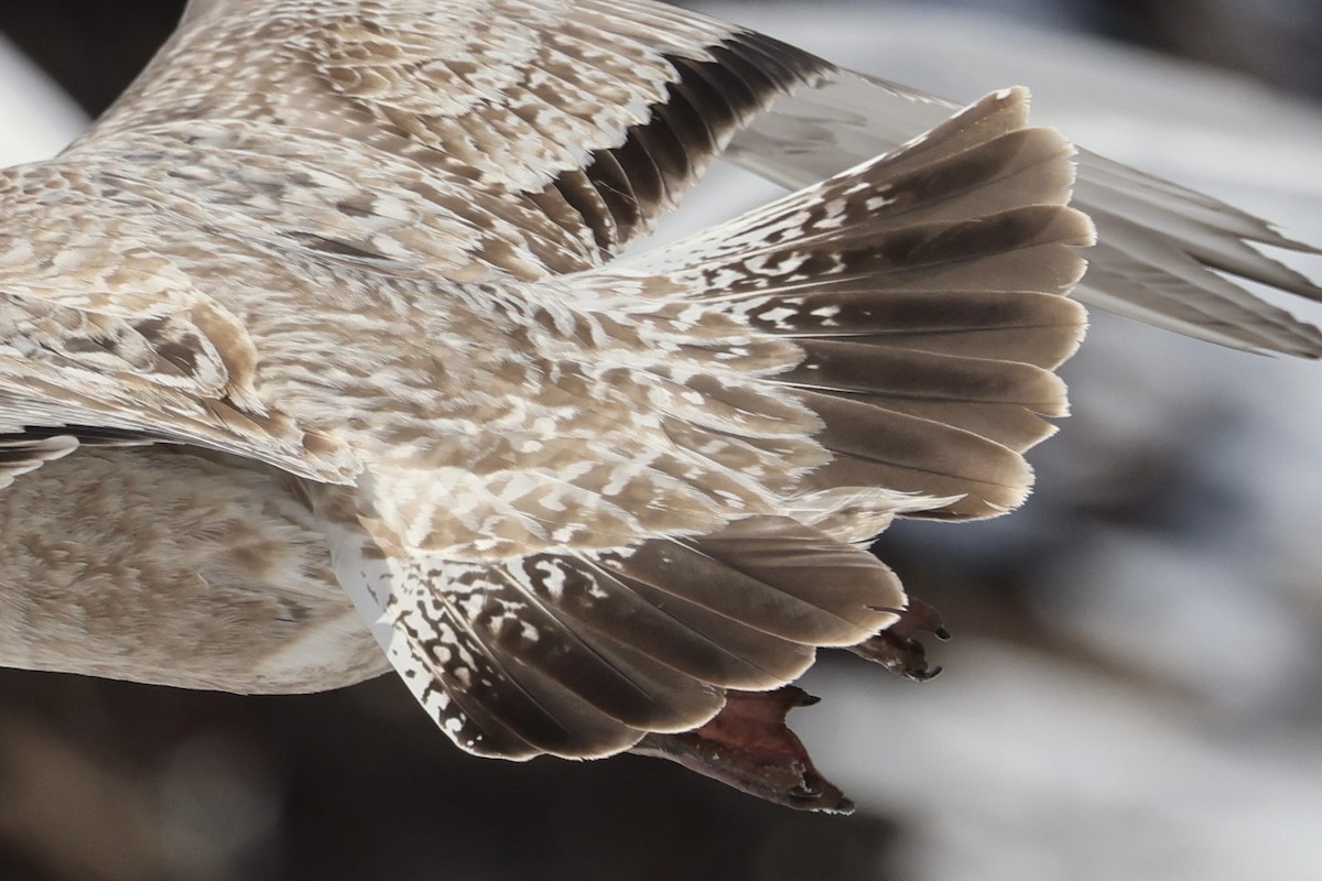 American Herring Gull - ML650787937