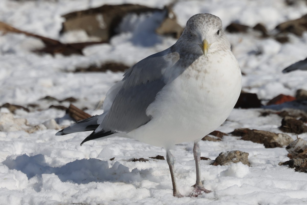 American Herring Gull - ML650787938