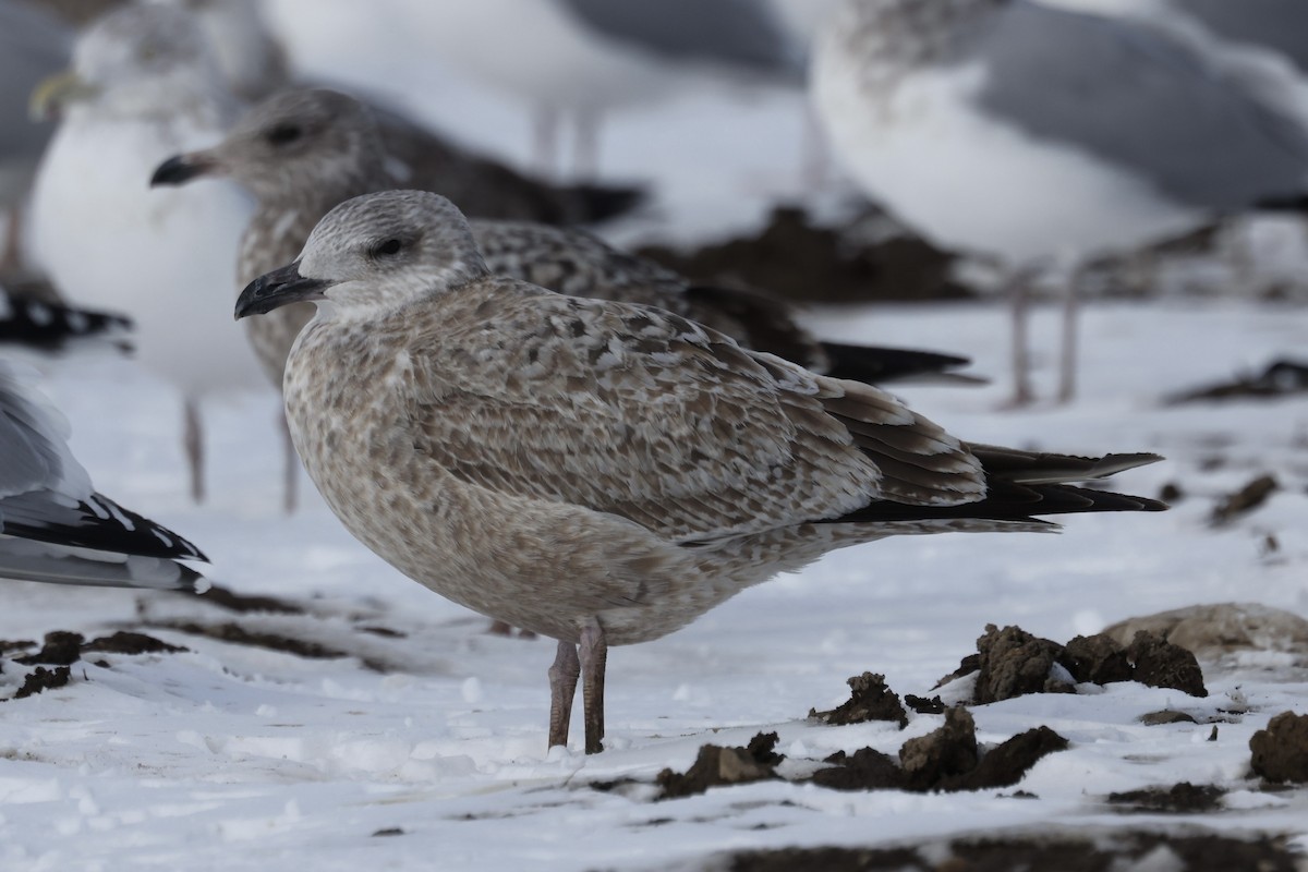 American Herring Gull - ML650787939
