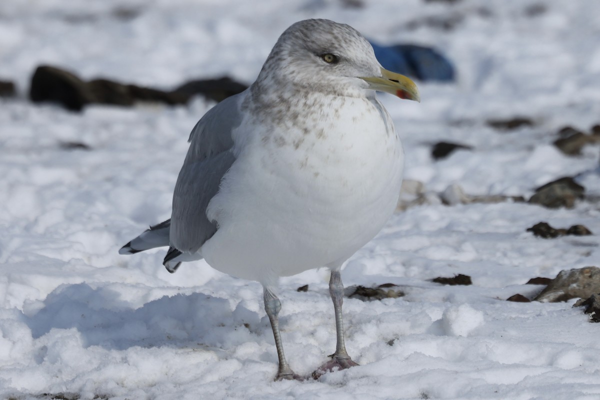 American Herring Gull - ML650787940