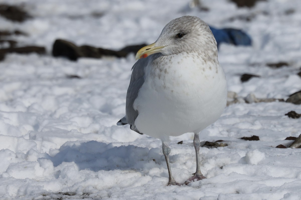 American Herring Gull - ML650787941