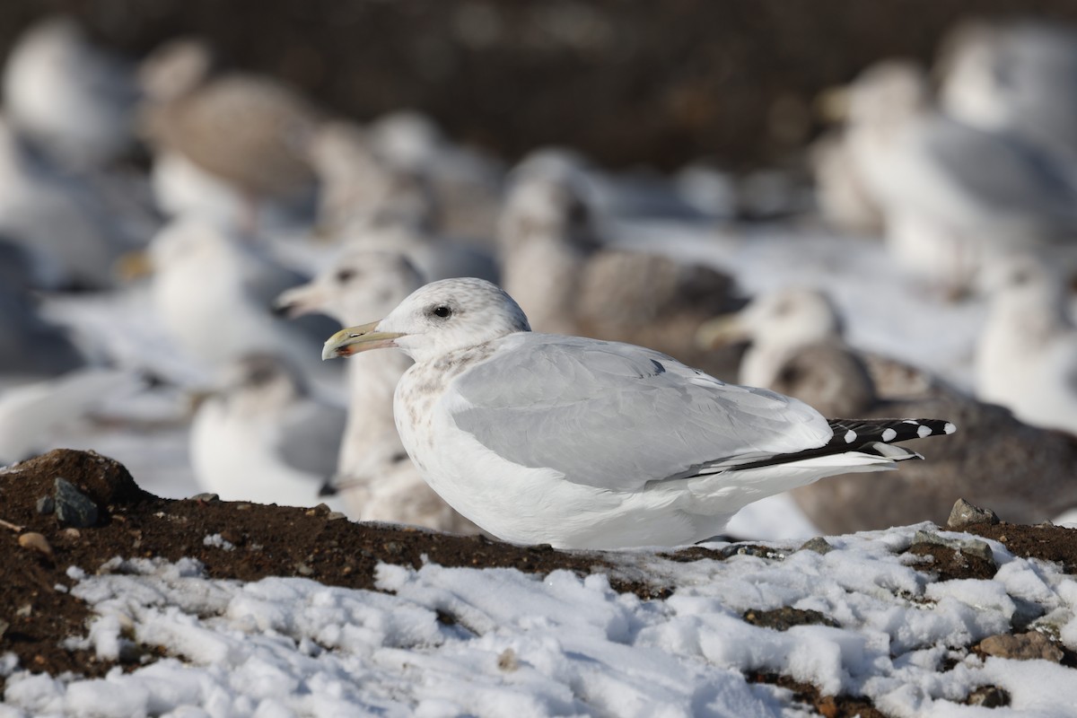 American Herring Gull - ML650787942