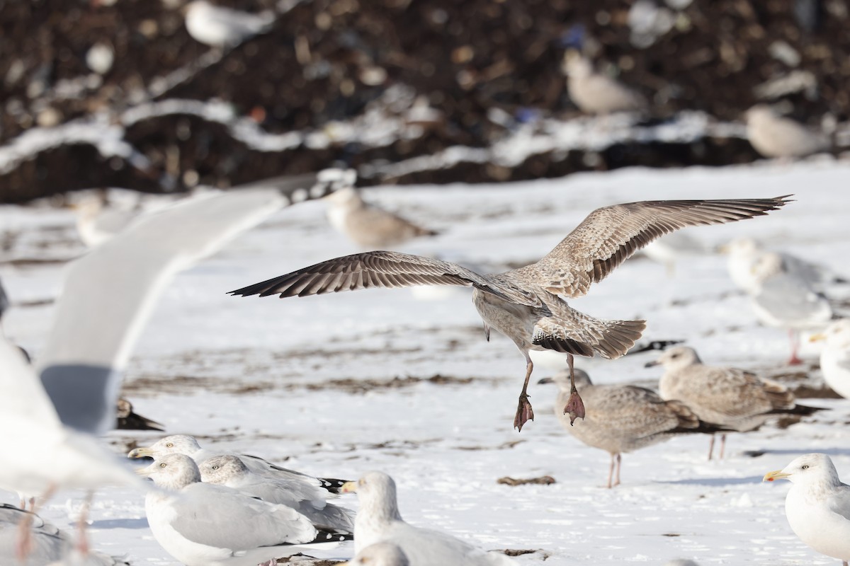 American Herring Gull - ML650787943