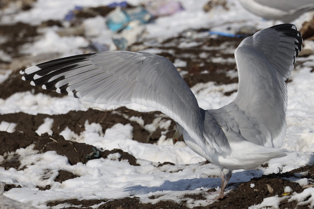 American Herring Gull - ML650787944