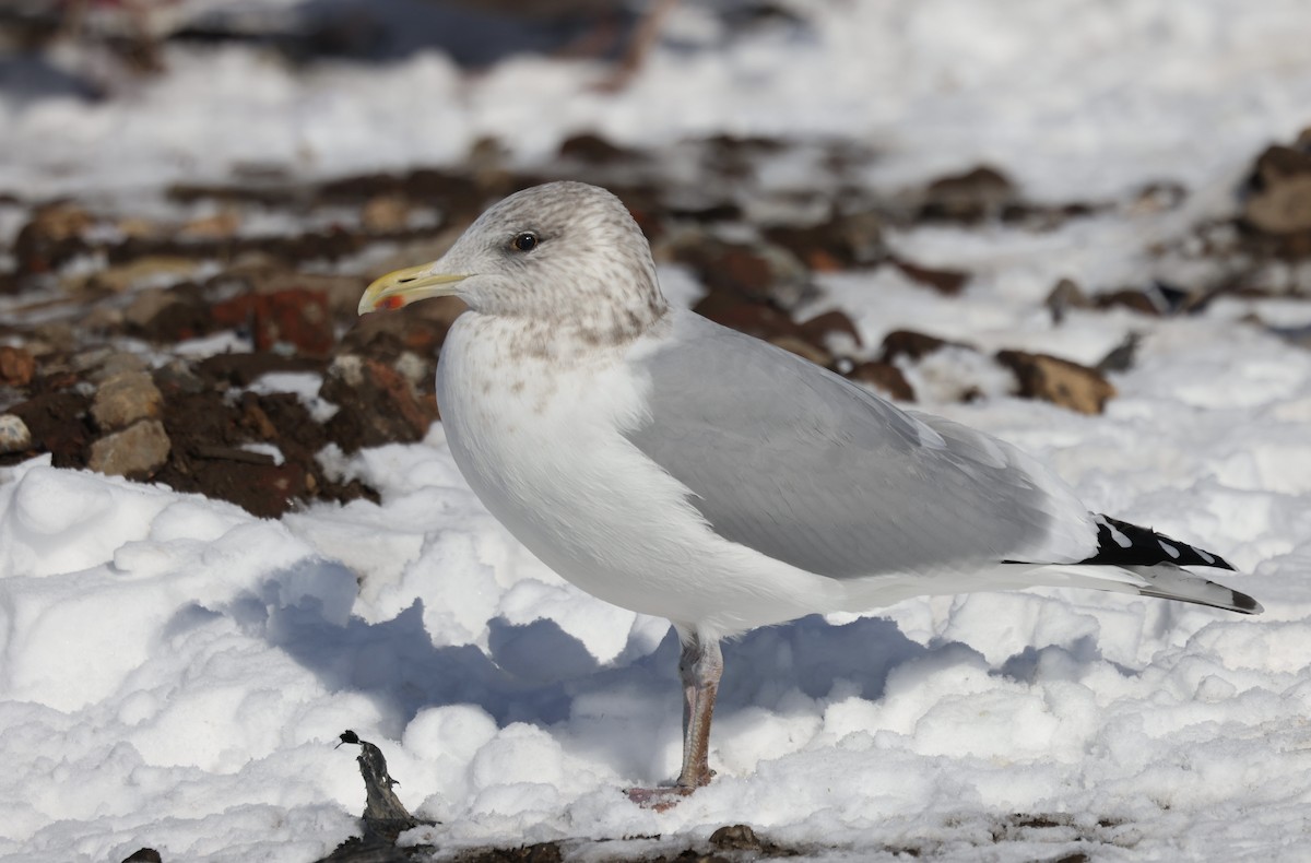 American Herring Gull - ML650787946