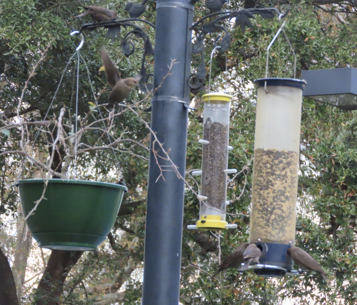 Brown-headed Cowbird - ML650787955